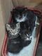 Tabby Cats for sale in Roslyn, WA, USA. price: NA