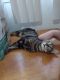 Tabby Cats for sale in Citrus Heights, CA, USA. price: $35
