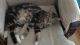 Tabby Cats for sale in Smithville, MO 64089, USA. price: $50