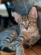 Tabby Cats for sale in 615 Via Sonoma, Mesquite, TX 75150, USA. price: $10