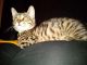 Tabby Cats for sale in Bay St Louis, MS 39521, USA. price: NA