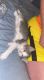 Tabby Cats for sale in Martinsburg, WV, USA. price: NA