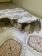 Tabby Cats for sale in Bakersfield, CA, USA. price: NA