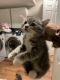 Tabby Cats for sale in Worcester, MA, USA. price: $120