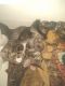 Tabby Cats for sale in San Angelo, TX, USA. price: NA