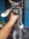 Tabby Cats for sale in Gainesville, FL, USA. price: $150