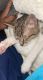 Tabby Cats for sale in Troy, AL, USA. price: NA
