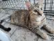 Tabby Cats for sale in San Antonio, TX, USA. price: $10