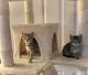 Tabby Cats for sale in Mt Prospect, IL 60056, USA. price: NA