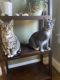 Tabby Cats for sale in Lexington, NC, USA. price: NA