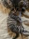 Tabby Cats for sale in Redding, CA, USA. price: NA