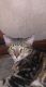 Tabby Cats for sale in Michigan-Martin, Detroit, MI 48210, USA. price: $100