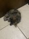 Tabby Cats for sale in Summerlin, Las Vegas, NV, USA. price: $40