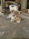 Tabby Cats for sale in Beaverton, OR, USA. price: NA