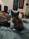 Tabby Cats for sale in Marysville, WA, USA. price: NA