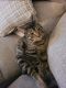 Tabby Cats for sale in Westmont, IL, USA. price: $50