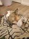 Tabby Cats for sale in South Austin, Austin, TX, USA. price: $50