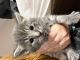 Tabby Cats for sale in Hummelstown, PA 17036, USA. price: NA