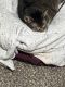 Tabby Cats for sale in 10031 Arcadia Plaza, Omaha, NE 68134, USA. price: NA