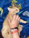 Tabby Cats for sale in Hayward, CA, USA. price: NA