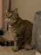 Tabby Cats for sale in Murfreesboro, TN, USA. price: NA