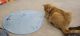 Tabby Cats for sale in Kenmore, WA, USA. price: NA