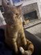 Tabby Cats for sale in Monroe, GA, USA. price: $195