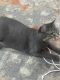 Tabby Cats for sale in Alta Loma, CA 91701, USA. price: NA