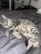 Tabby Cats for sale in Bozeman, MT, USA. price: NA