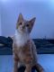 Tabby Cats for sale in New York, NY, USA. price: $200
