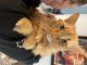 Tabby Cats for sale in Dallas, TX, USA. price: NA