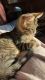 Tabby Cats for sale in 6464 Blarney Stone Ct, Springfield, VA 22152, USA. price: NA