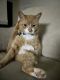 Tabby Cats for sale in Winston-Salem, NC, USA. price: $40
