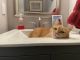 Tabby Cats for sale in Carrollton, TX 75006, USA. price: NA