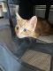 Tabby Cats for sale in Rockford, IL 61102, USA. price: NA