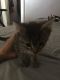Tabby Cats for sale in Sioux City, IA, USA. price: NA