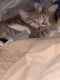 Tabby Cats for sale in LOS RANCHOS DE ABQ, NM 87107, USA. price: $150