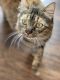 Tabby Cats for sale in Austin, TX, USA. price: NA