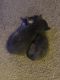 Tabby Cats for sale in 5770 W 29th St, Greeley, CO 80634, USA. price: NA