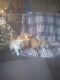 Tabby Cats for sale in Bowling Green, OH, USA. price: $50