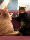 Tabby Cats for sale in Columbus, OH, USA. price: NA
