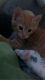 Tabby Cats for sale in Houston, TX, USA. price: $750