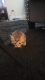 Tabby Cats for sale in Brookhaven, PA 19015, USA. price: $30