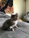 Tabby Cats for sale in 6509 Gray Hawk Dr, Matteson, IL 60443, USA. price: NA