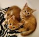 Tabby Cats for sale in Euless, TX, USA. price: NA
