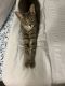 Tabby Cats for sale in Orange, CA 92865, USA. price: $10