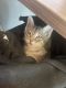 Tabby Cats for sale in Palm Beach Shores, FL 33404, USA. price: NA