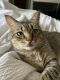 Tabby Cats for sale in McKinney, TX, USA. price: $50