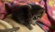 Tabby Cats for sale in Brownstown, IN 47220, USA. price: NA