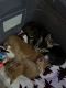 Tabby Cats for sale in 5500 N Handel Ct, Richmond, VA 23234, USA. price: $150